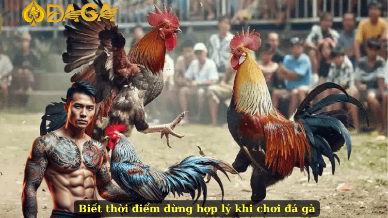 Biết thời điểm dừng hợp lý khi chơi đá gà