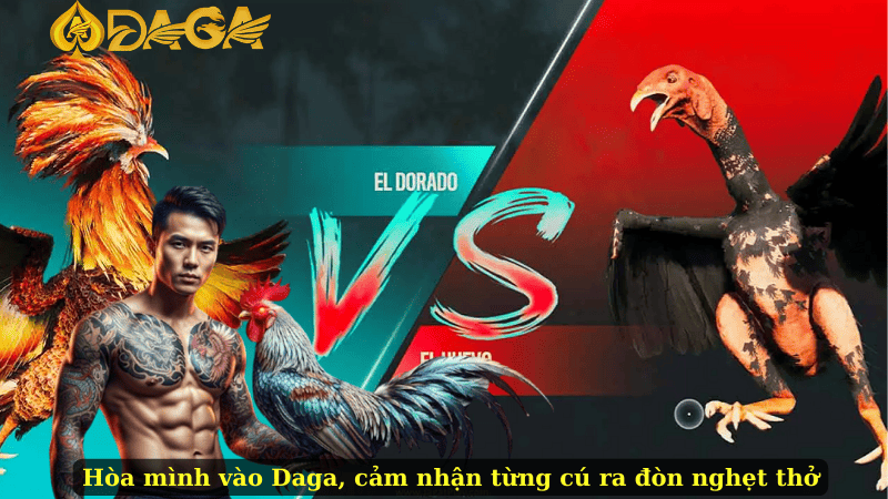 Hòa mình vào Daga, cảm nhận từng cú ra đòn nghẹt thở