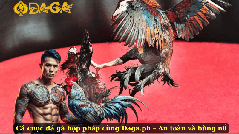 Cá cược đá gà hợp pháp cùng Daga.ph – An toàn và bùng nổ