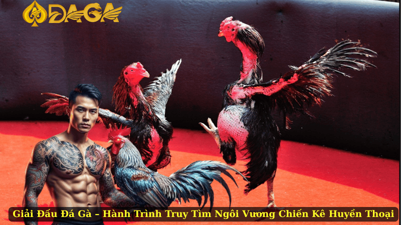 Giải Đấu Đá Gà – Hành Trình Truy Tìm Ngôi Vương Chiến Kê Huyền Thoại