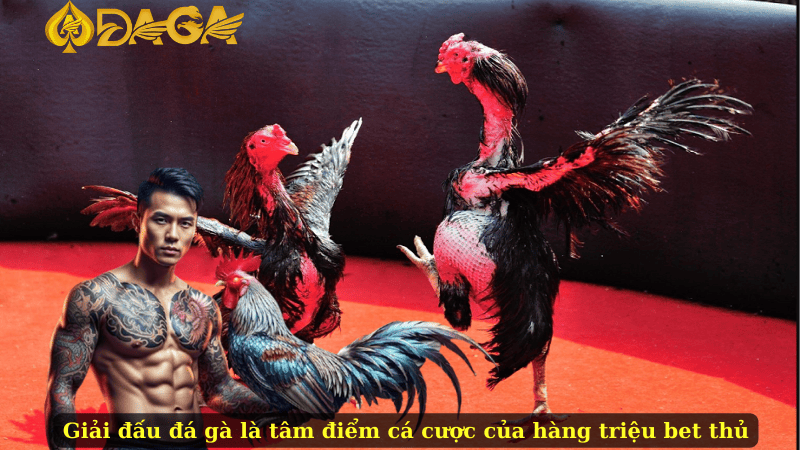 Giải đấu đá gà là tâm điểm cá cược của hàng triệu bet thủ