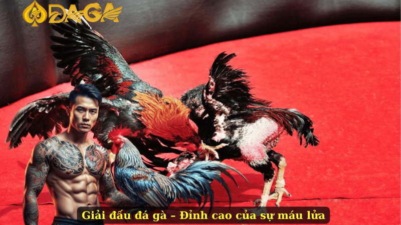 Giải đấu đá gà – Đỉnh cao của sự máu lửa