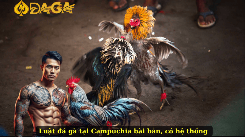Luật đá gà tại Campuchia bài bản, có hệ thống