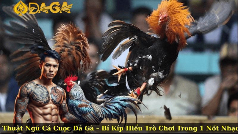 Thuật Ngữ Cá Cược Đá Gà – Bí Kíp Hiểu Trò Chơi Trong 1 Nốt Nhạc