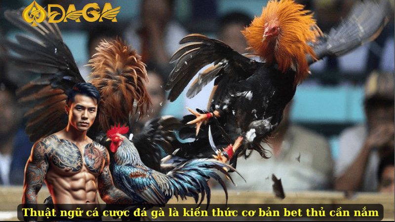 Thuật ngữ cá cược đá gà là kiến thức cơ bản bet thủ cần nắm