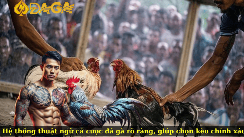 Hệ thống thuật ngữ cá cược đá gà rõ ràng, giúp chọn kèo chính xác