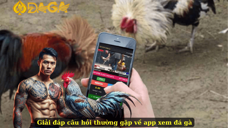 Giải đáp câu hỏi thường gặp về app xem đá gà