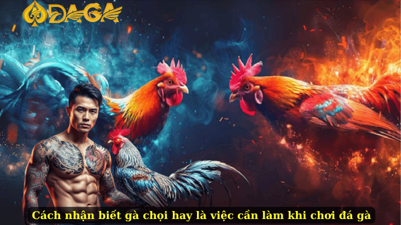 Cách nhận biết gà chọi hay là việc cần làm khi chơi đá gà