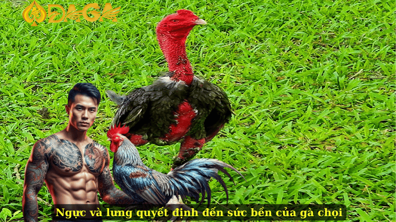 Ngực và lưng quyết định đến sức bền của gà chọi