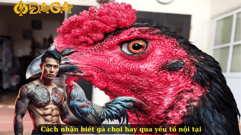 Cách nhận biết gà chọi hay qua yếu tố nội tại