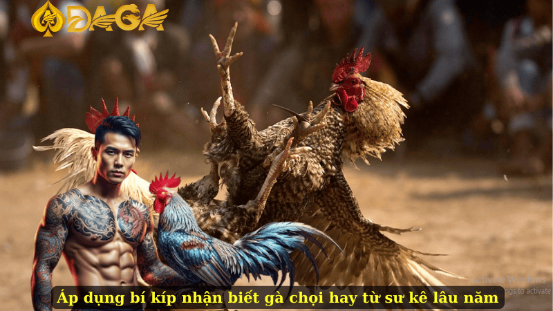 Áp dụng bí kíp nhận biết gà chọi hay từ sư kê lâu năm