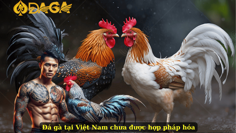 Đá gà tại Việt Nam chưa được hợp pháp hóa