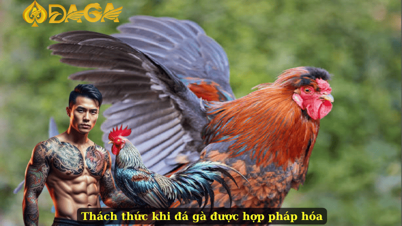 Thách thức khi đá gà được hợp pháp hóa