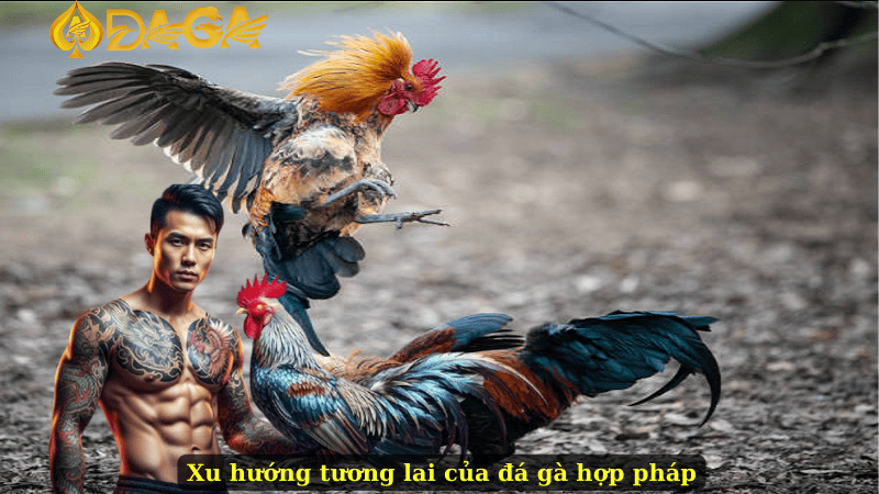 Xu hướng tương lai của đá gà hợp pháp