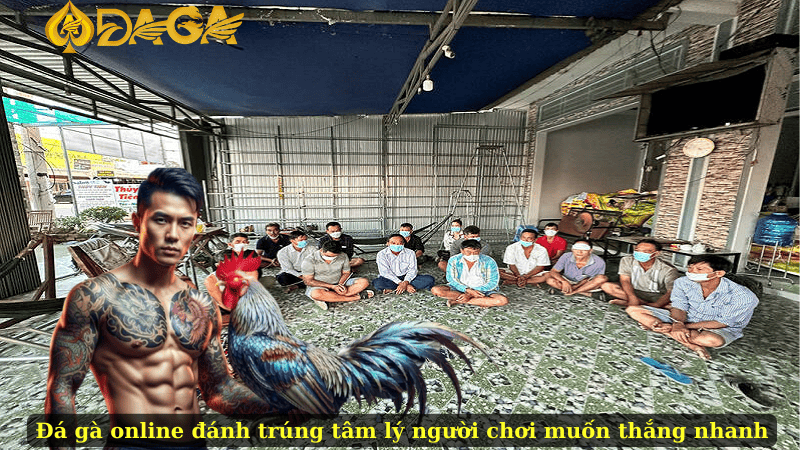 Đá gà online đánh trúng tâm lý người chơi muốn thắng nhanh