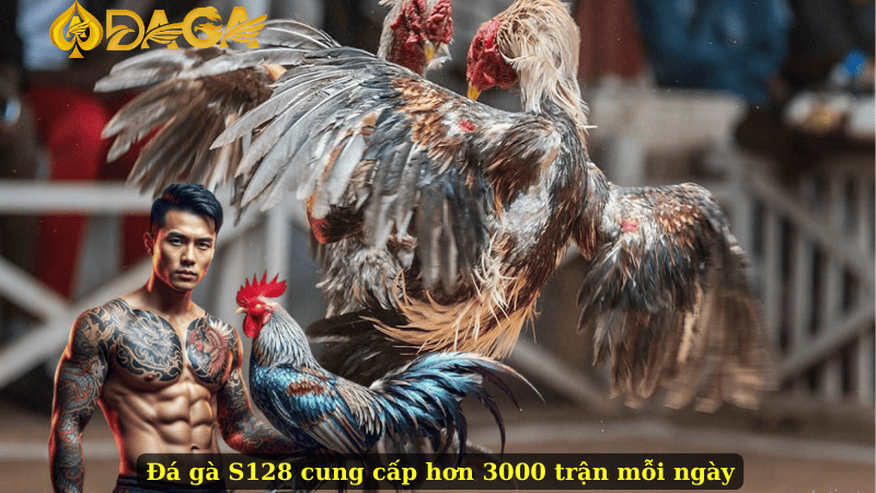 Đá gà S128 cung cấp hơn 3000 trận mỗi ngày
