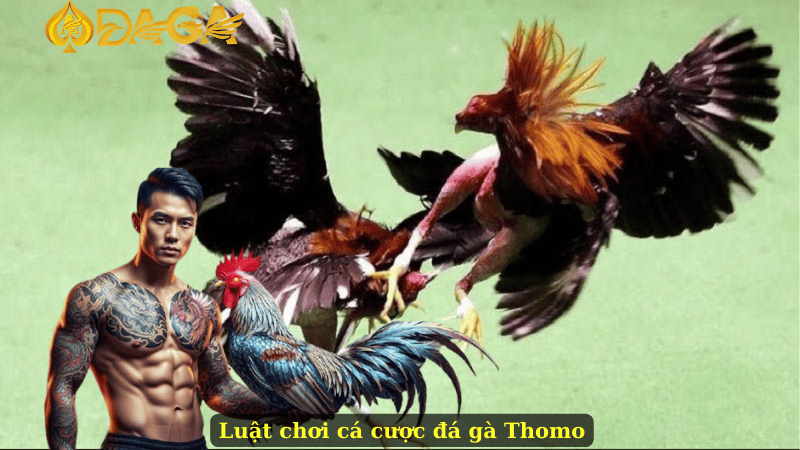 Luật chơi cá cược đá gà Thomo