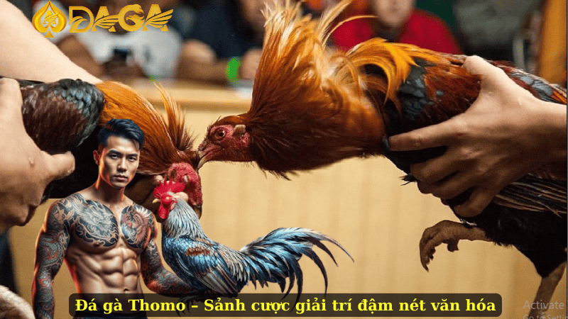 Đá gà Thomo – Sảnh cược giải trí đậm nét văn hóa