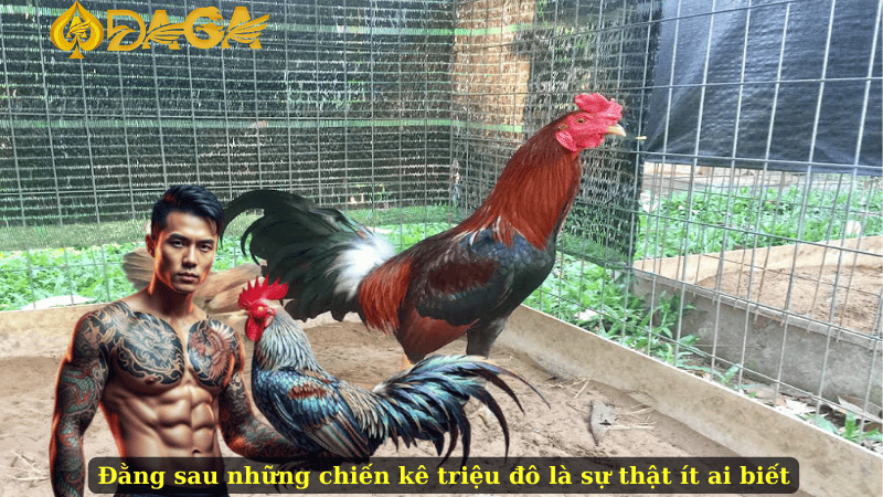 Đằng sau những chiến kê triệu đô là sự thật ít ai biết