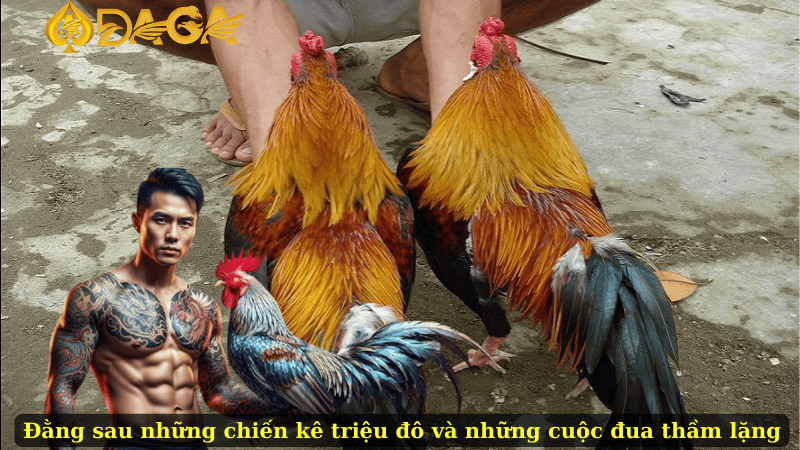 Đằng sau những chiến kê triệu đô và những cuộc đua thầm lặng