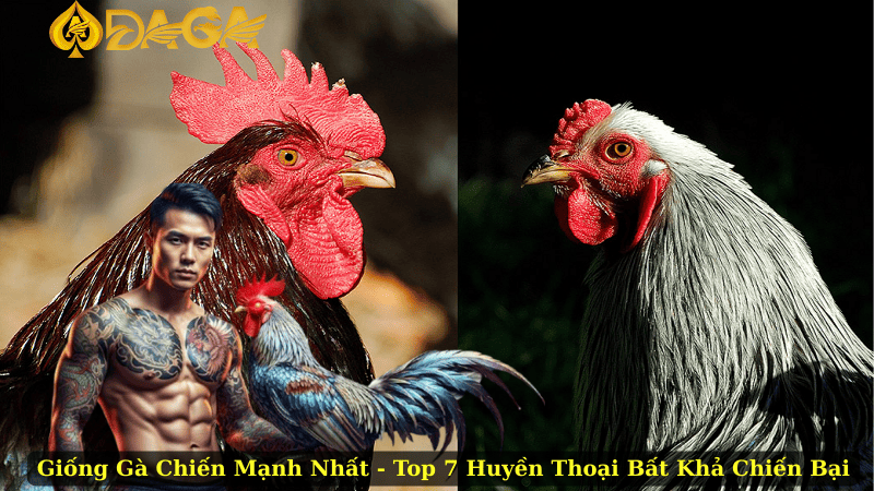 Giống Gà Chiến Mạnh Nhất – Top 7 Huyền Thoại Bất Khả Chiến Bại