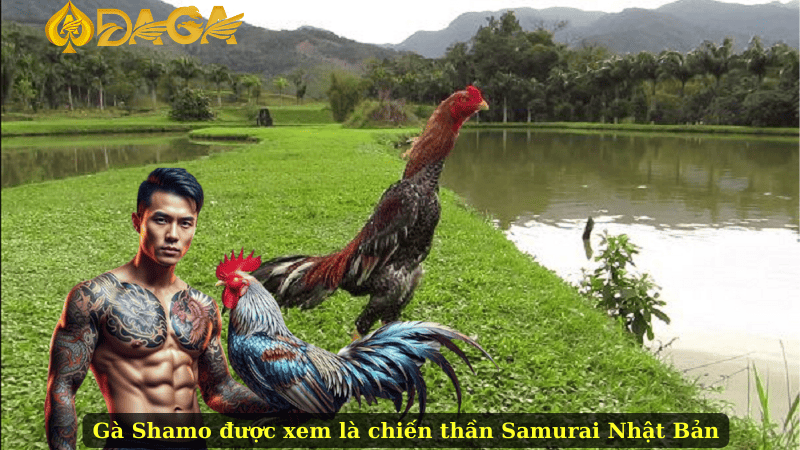 Gà Shamo được xem là chiến thần Samurai Nhật Bản