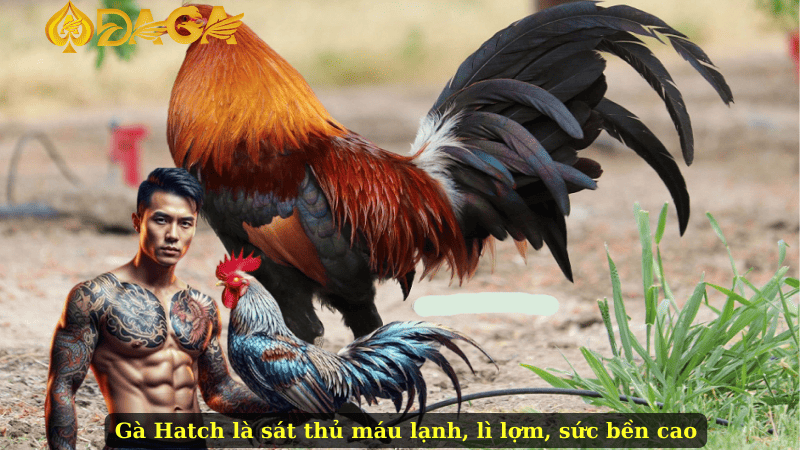 Gà Hatch là sát thủ máu lạnh, lì lợm, sức bền cao