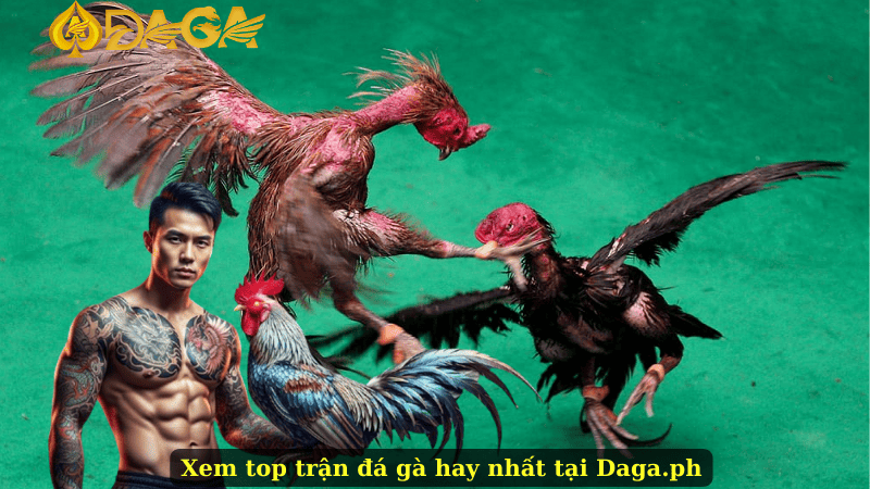 Xem top trận đá gà hay nhất tại Daga.ph