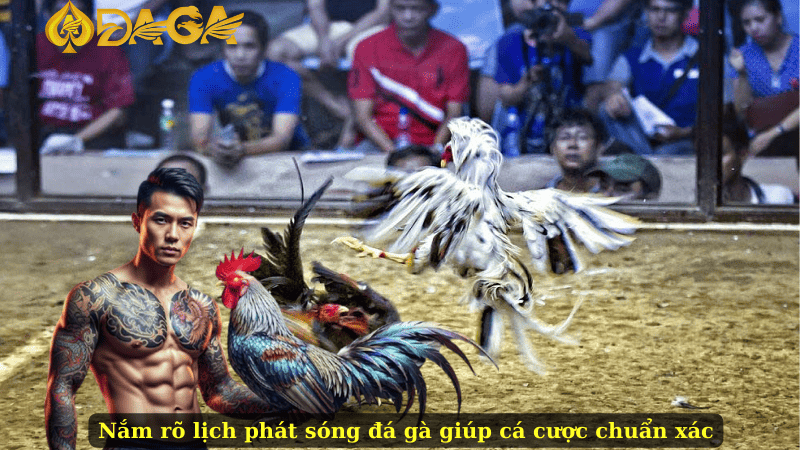 Nắm rõ lịch phát sóng đá gà giúp cá cược chuẩn xác