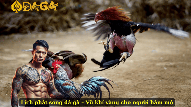 Lịch phát sóng đá gà – Vũ khí vàng cho người hâm mộ