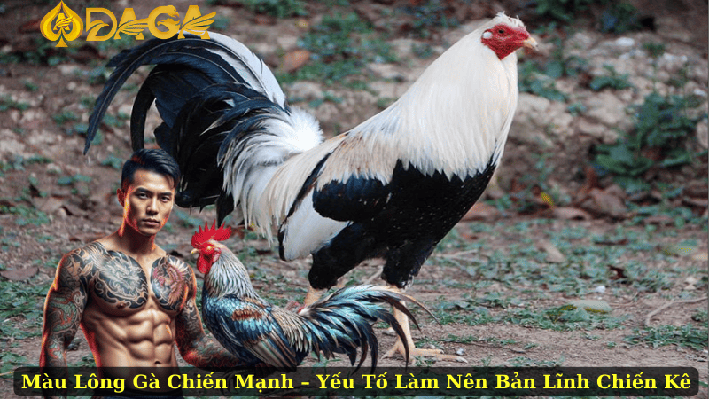 Màu Lông Gà Chiến Mạnh – Yếu Tố Làm Nên Bản Lĩnh Chiến Kê
