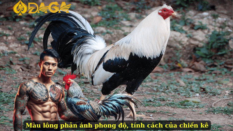 Màu lông phản ánh phong độ, tính cách của chiến kê