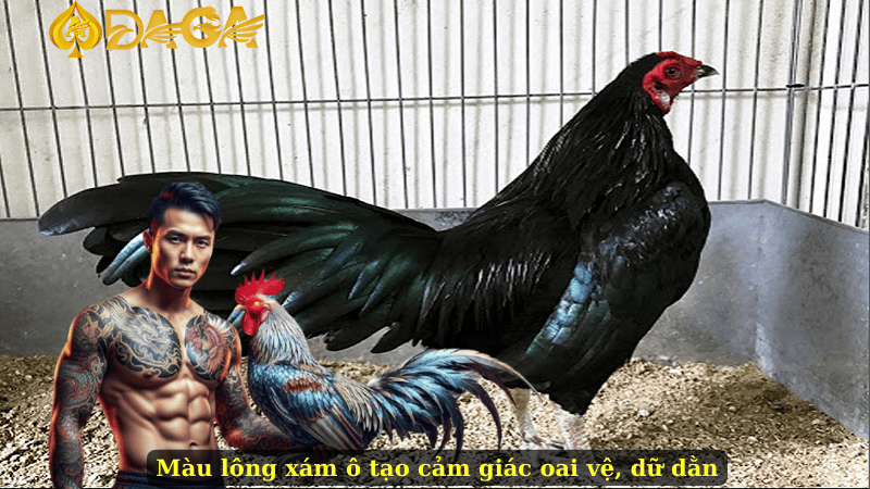 Màu lông xám ô tạo cảm giác oai vệ, dữ dằn