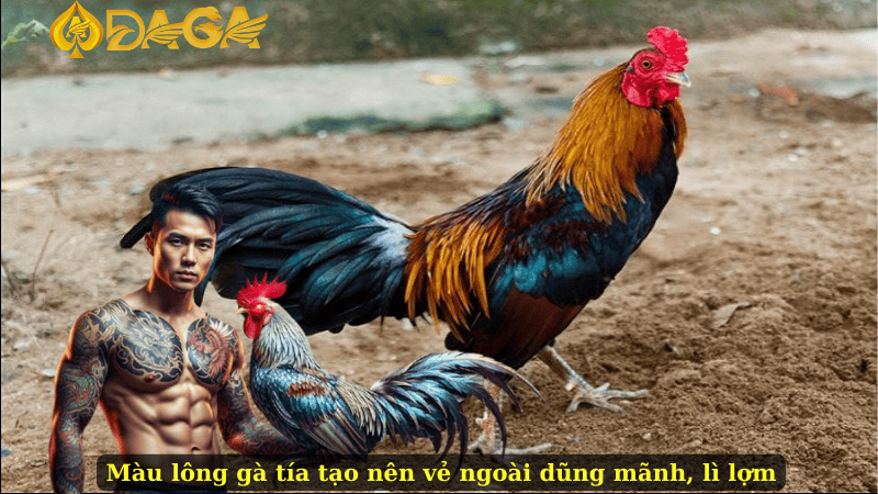 Màu lông gà tía tạo nên vẻ ngoài dũng mãnh, lì lợm