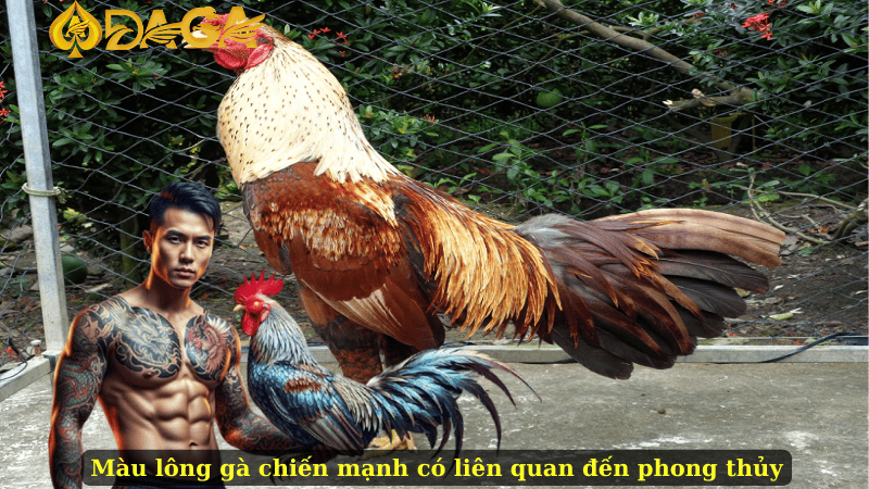 Màu lông gà chiến mạnh có liên quan đến phong thủy