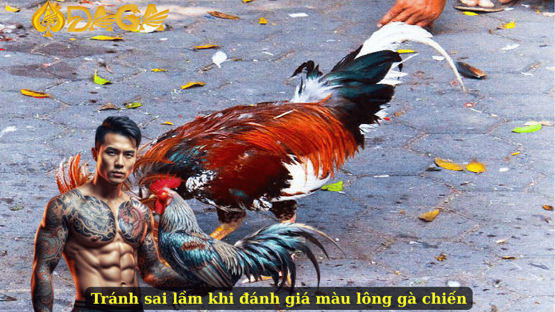 Tránh sai lầm khi đánh giá màu lông gà chiến