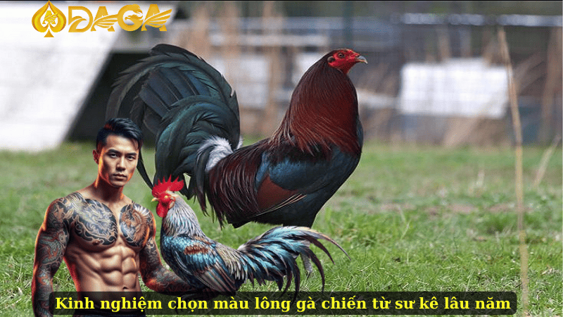 Kinh nghiệm chọn màu lông gà chiến từ sư kê lâu năm