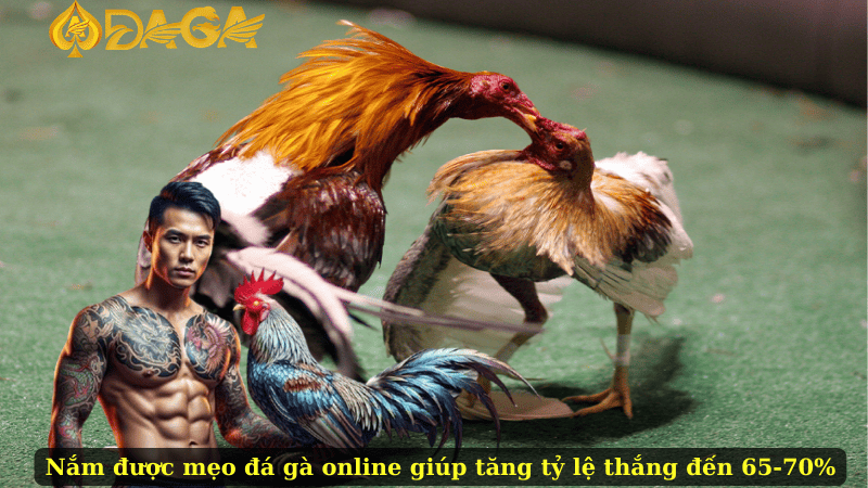 Nắm được mẹo đá gà online giúp tăng tỷ lệ thắng đến 65-70%