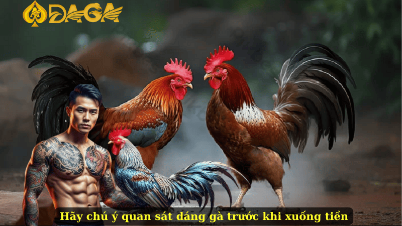 Hãy chú ý quan sát dáng gà trước khi xuống tiền