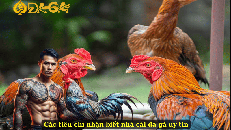 Các tiêu chí nhận biết nhà cái đá gà uy tín