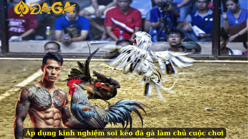 Áp dụng kinh nghiệm soi kèo đá gà làm chủ cuộc chơi