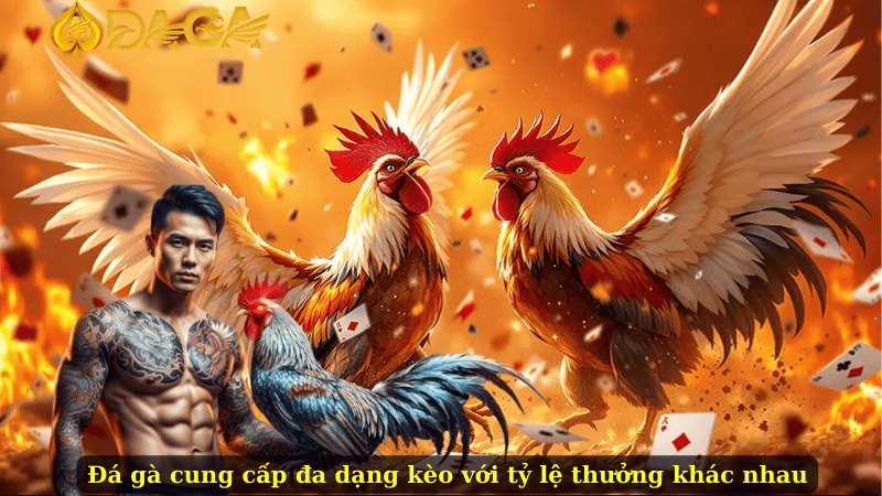 Đá gà cung cấp đa dạng kèo với tỷ lệ thưởng khác nhau