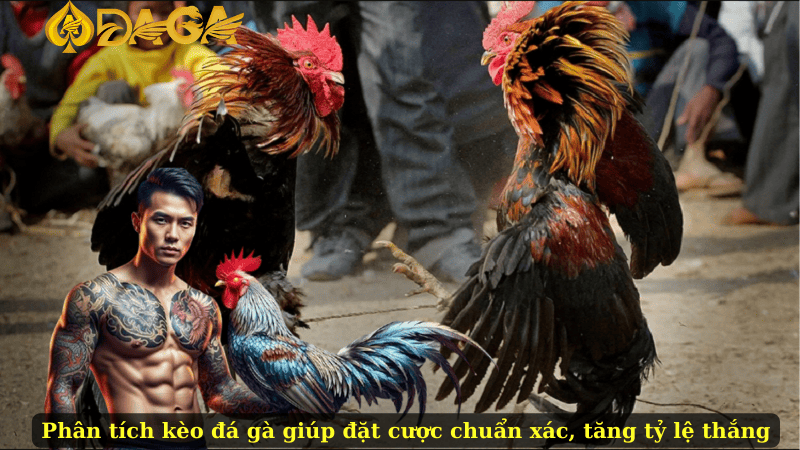 Phân tích kèo đá gà giúp đặt cược chuẩn xác, tăng tỷ lệ thắng