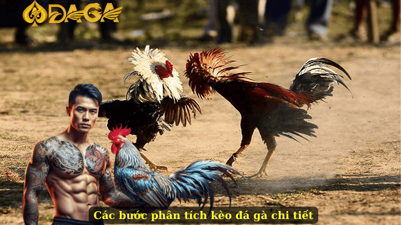 Các bước phân tích kèo đá gà chi tiết