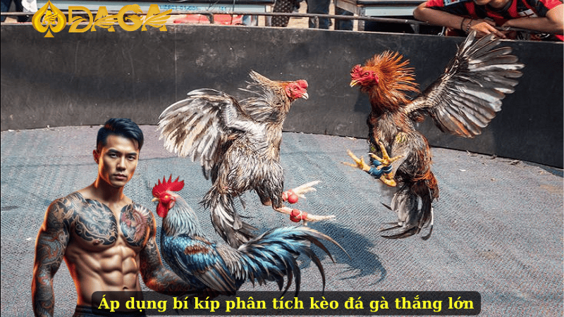 Áp dụng bí kíp phân tích kèo đá gà thắng lớn