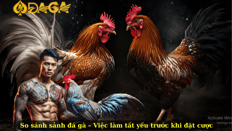 So sánh sảnh đá gà – Việc làm tất yếu trước khi đặt cược