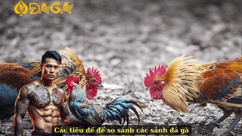 Các tiêu đế để so sánh các sảnh đá gà
