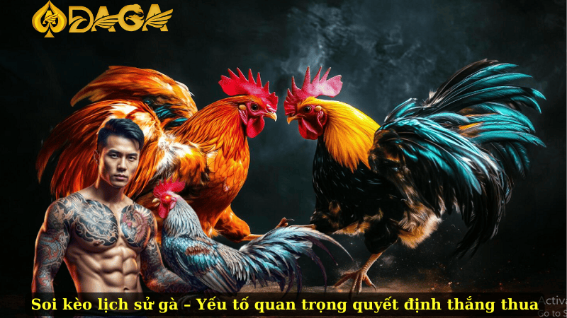 Soi kèo lịch sử gà – Yếu tố quan trọng quyết định thắng thua