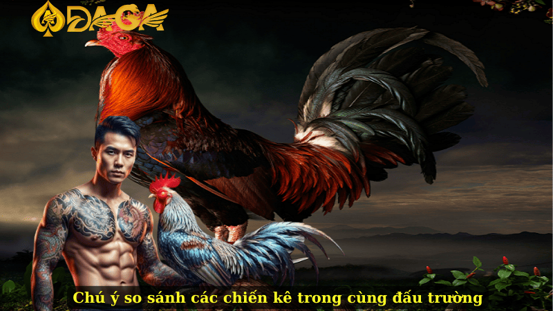 Chú ý so sánh các chiến kê trong cùng đấu trường