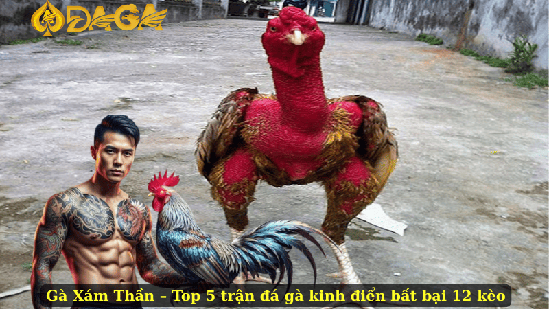 Gà Xám Thần – Top 5 trận đá gà kinh điển bất bại 12 kèo
